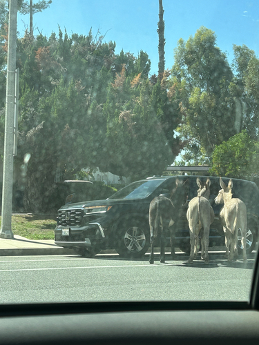 Donkey