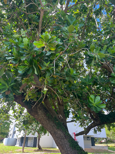 Barringtonia asiatica observed 2026-10-16