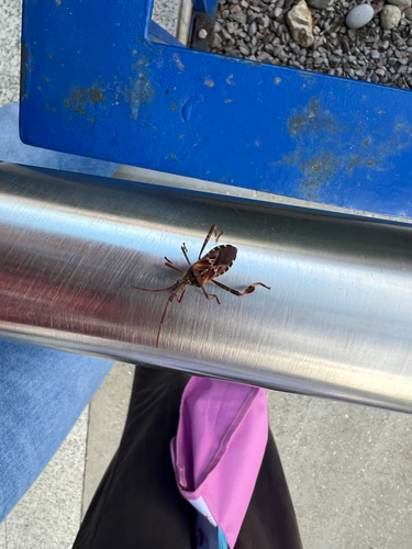 Western Conifer Seed Bug