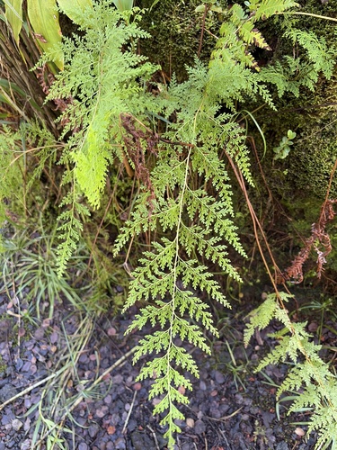 Odontosoria chinensis observed 2026-10-16