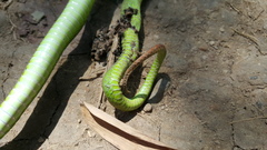 Trimeresurus insularis