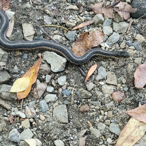 Common Garter Snake