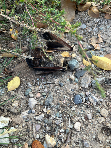 Northern Hoary Bat observed by thesteady