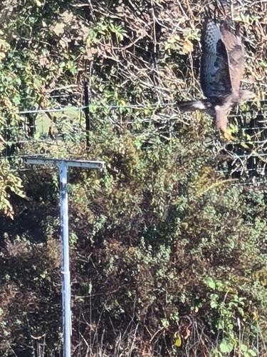 Common Buzzard