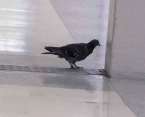 Rock Pigeon