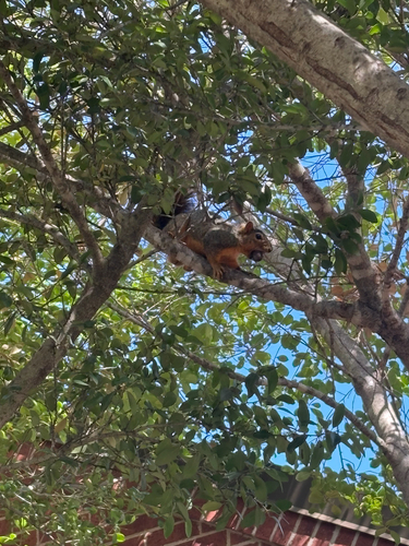 Eastern Fox Squirrel