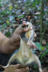 Philander opossum
