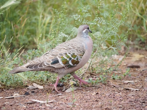 Common Bronzewing