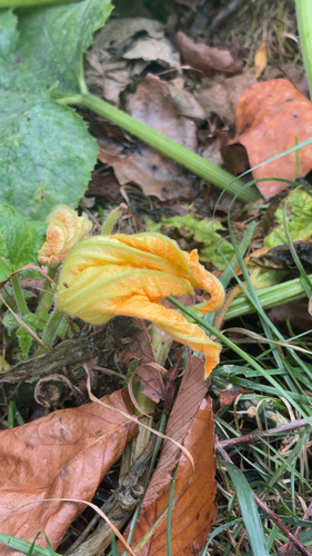Cucurbita pepo observed 2026-10-16
