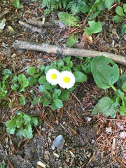 Bellis perennis