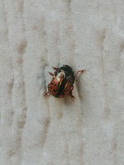 Calligrapha spiraeae