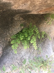 Adiantum capillus-veneris