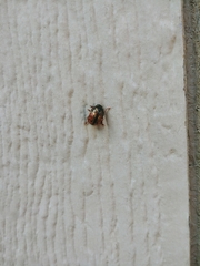 Calligrapha spiraeae