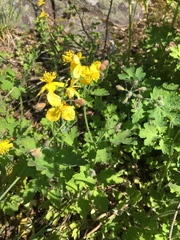 Chelidonium majus