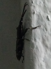 Belopherus