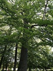 Quercus