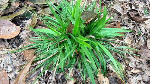 Dichanthelium laxiflorum, 2026-10-16