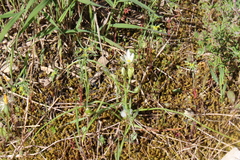 Ornithogalum orthophyllum