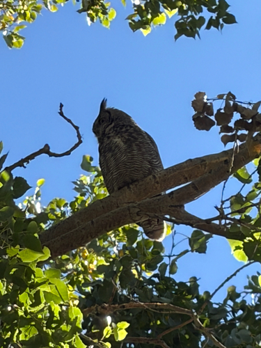 Great Horned Owl