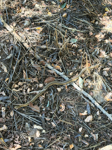 Western Terrestrial Garter Snake