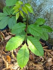 Lannea coromandelica