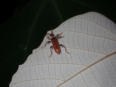 Ceresium zeylanicum