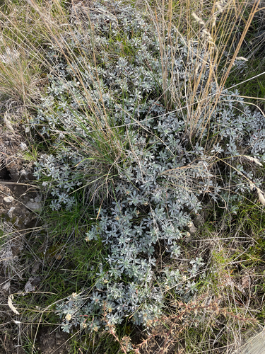 Antennaria umbrinella observed 2026-10-16