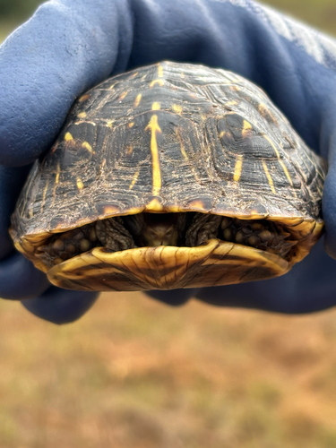 Ornate Box Turtle observed by mjjanzen