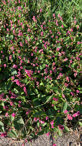 low smartweed