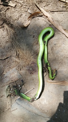 Trimeresurus insularis