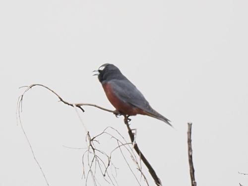 Artamus superciliosus, 2026-10-16