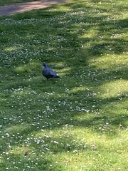 Columba palumbus