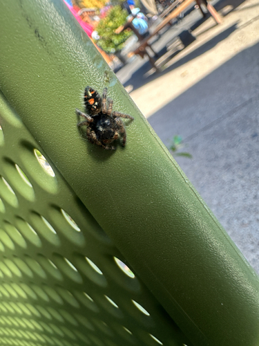 Bold Jumping Spider
