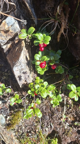 Lingonberry