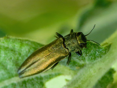 Agrilus viridis