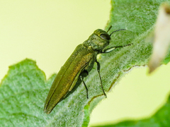 Agrilus viridis
