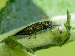 Agrilus viridis