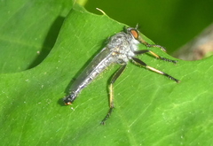 Neoitamus cyanurus