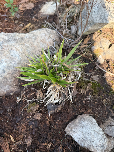 Dichanthelium laxiflorum, 2026-10-16