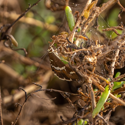 Hawaiian Beet Webworm Moth