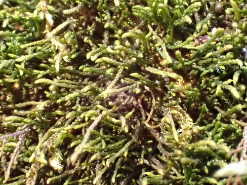 Pseudoleskeella catenulata, 2026-05-02