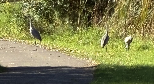 Sandhill Crane