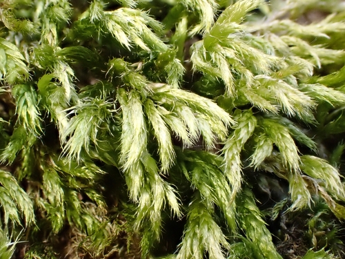 Brachythecium tommasinii, 2026-05-02