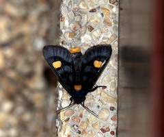 Polytela chrysospila