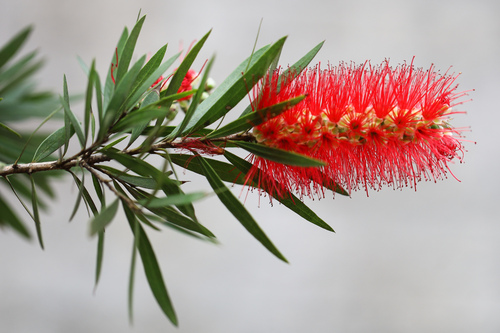 Callistemon lanceolatus, 2026-10-16