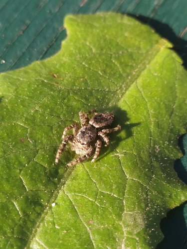 Fencepost jumping spider