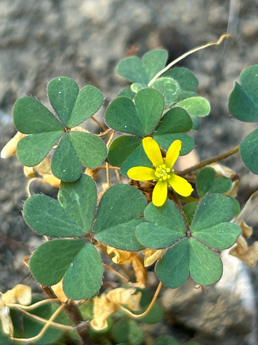 Creeping Woodsorrel