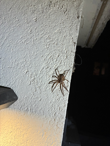 Mediterranean Spiny False Wolf Spider