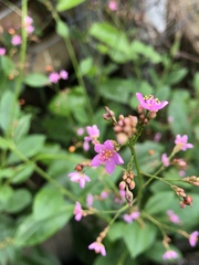 Talinum paniculatum