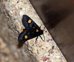 Polytela chrysospila